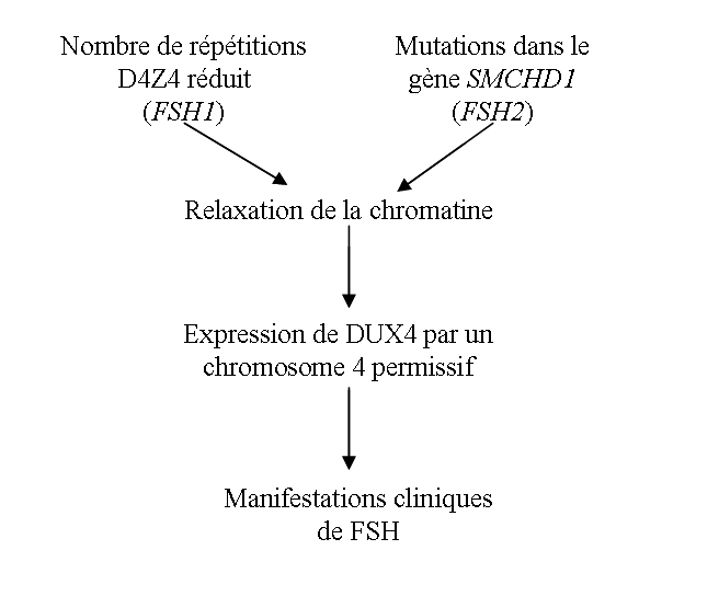 Schéma - Des anomalies dans le gène SMCHD1, localisé sur le chromosome 18, sont à l'origine de la myopathie facio-scapulo-humérale de type 2.