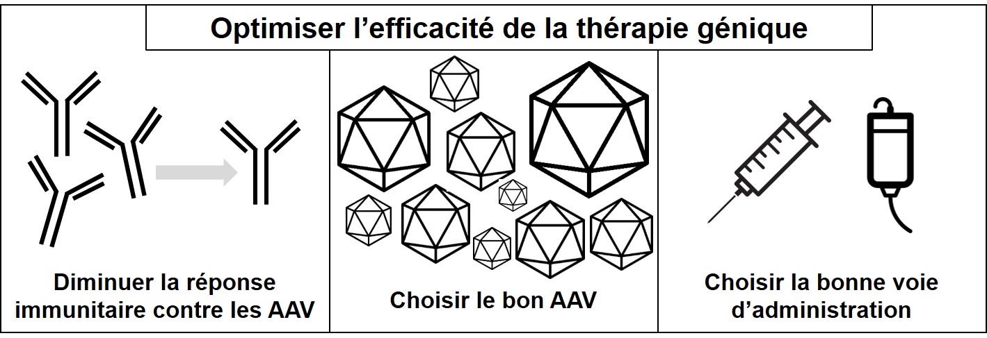 Infographie Améliorer la Thérapie Génique AAV