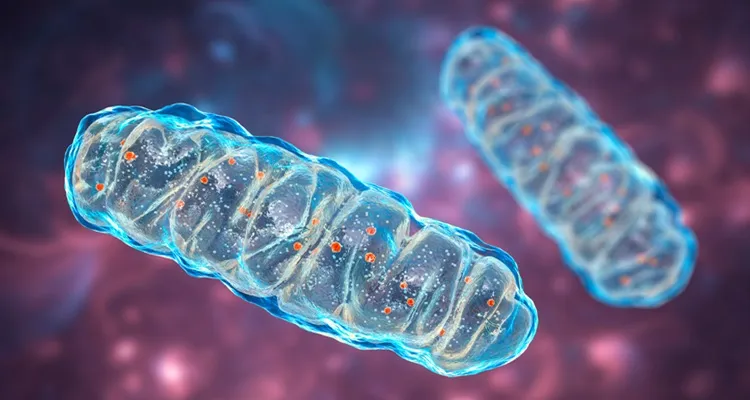 Vignette Actualité - Les mitochondries, organites cellulaires entourés d'une membrane, qui produisent de l'énergie