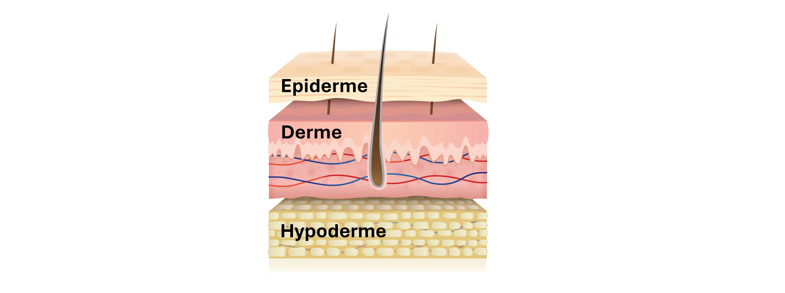 La peau est constituée de 3 couches superposées : épiderme, derme et hypoderme.