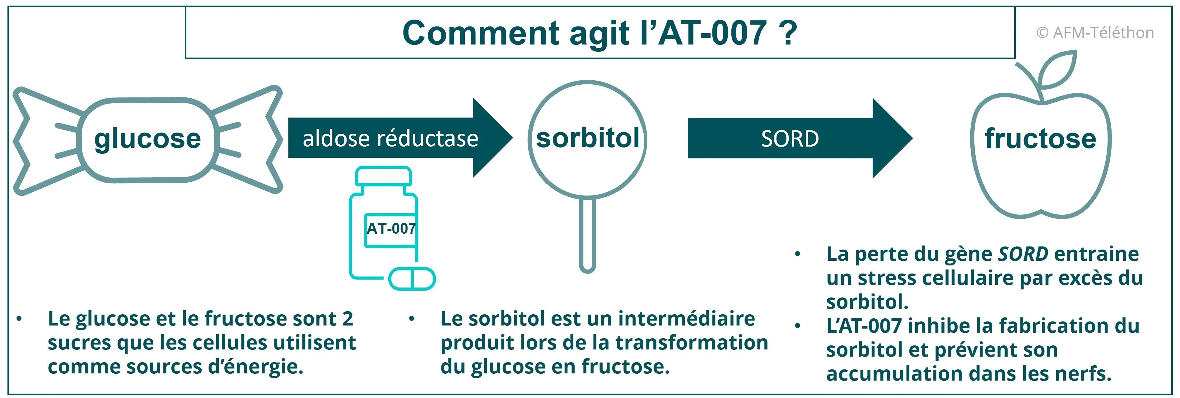 Infographie - Comment agit l'AT-007 ?