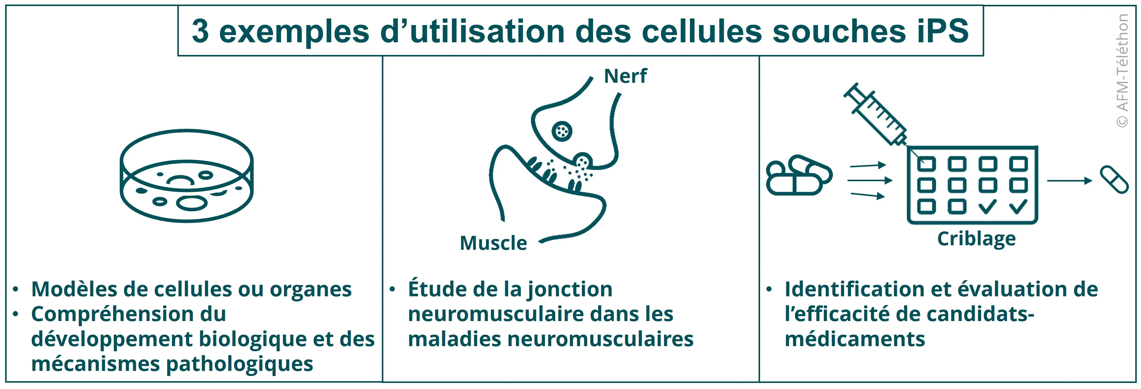 Infographie : 3 exemples d'utilisation des cellules souches iPS