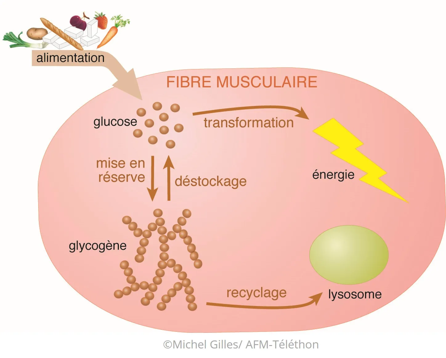 Infographie - Fibre musculaire