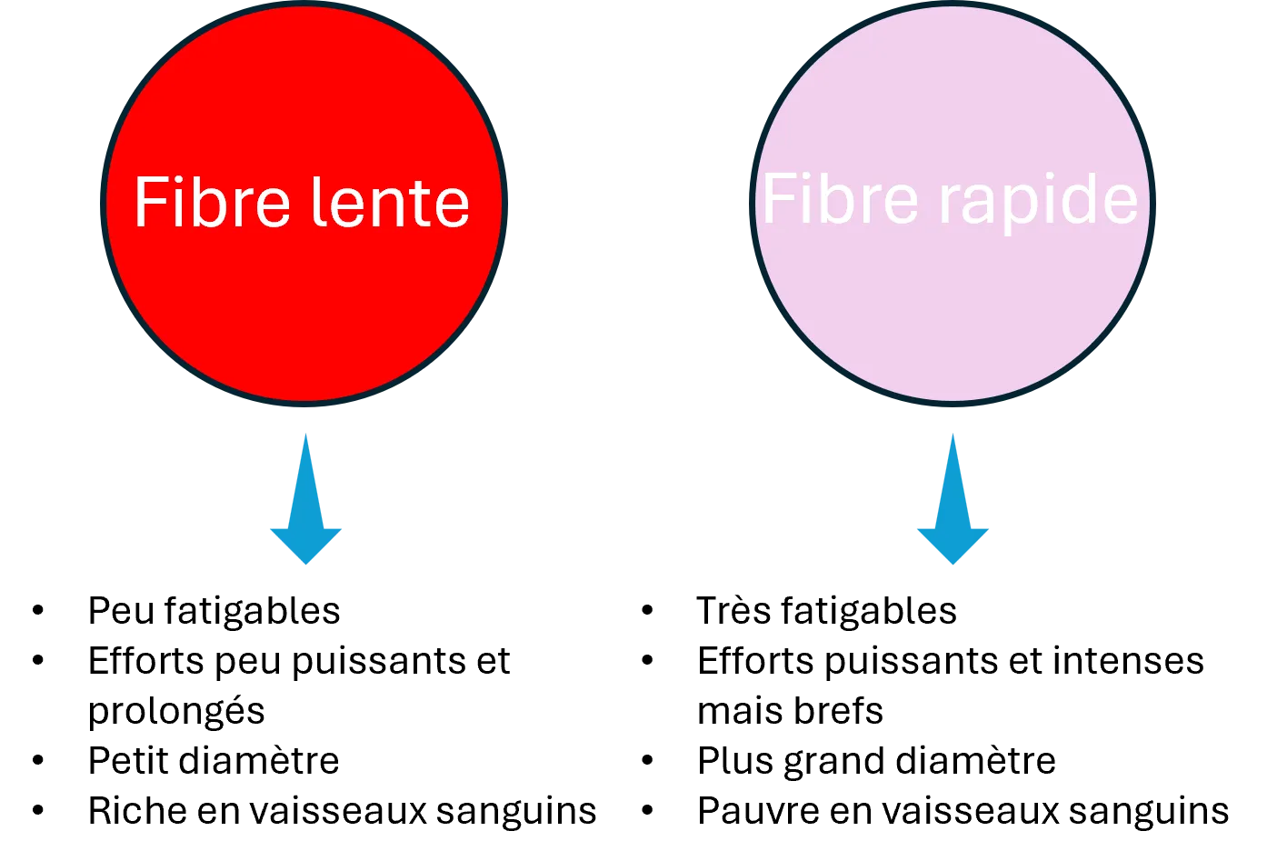 Infographie - Fibre lente / fibre rapide