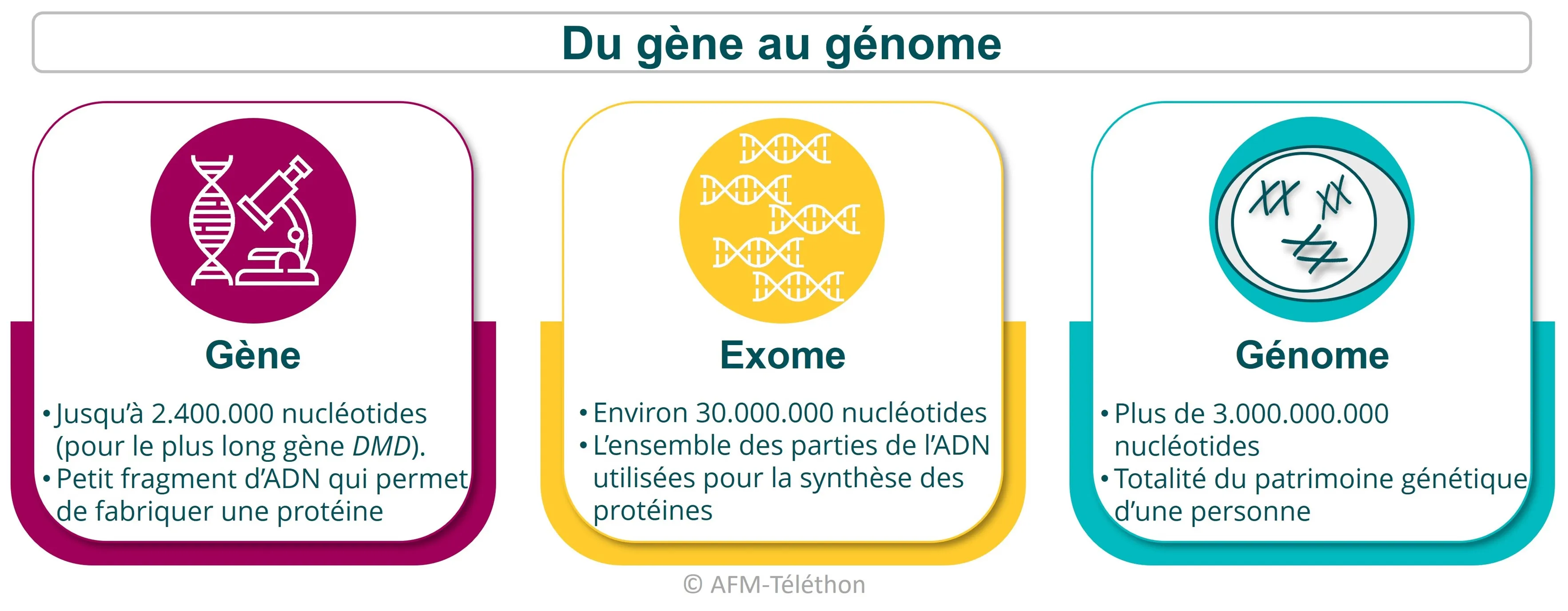 Infographie - Du gène au génome