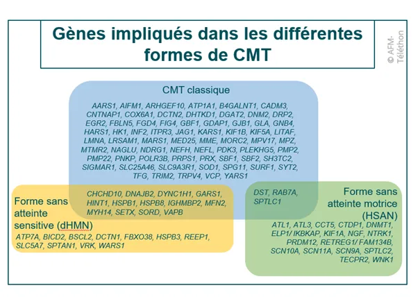 Gènes impliqués dans les différentes formes de CMT