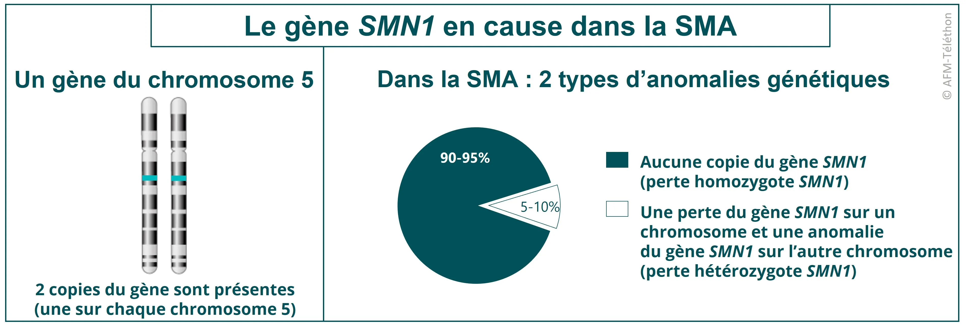 Infographie - Le gène SMN1 en cause dans la SMA