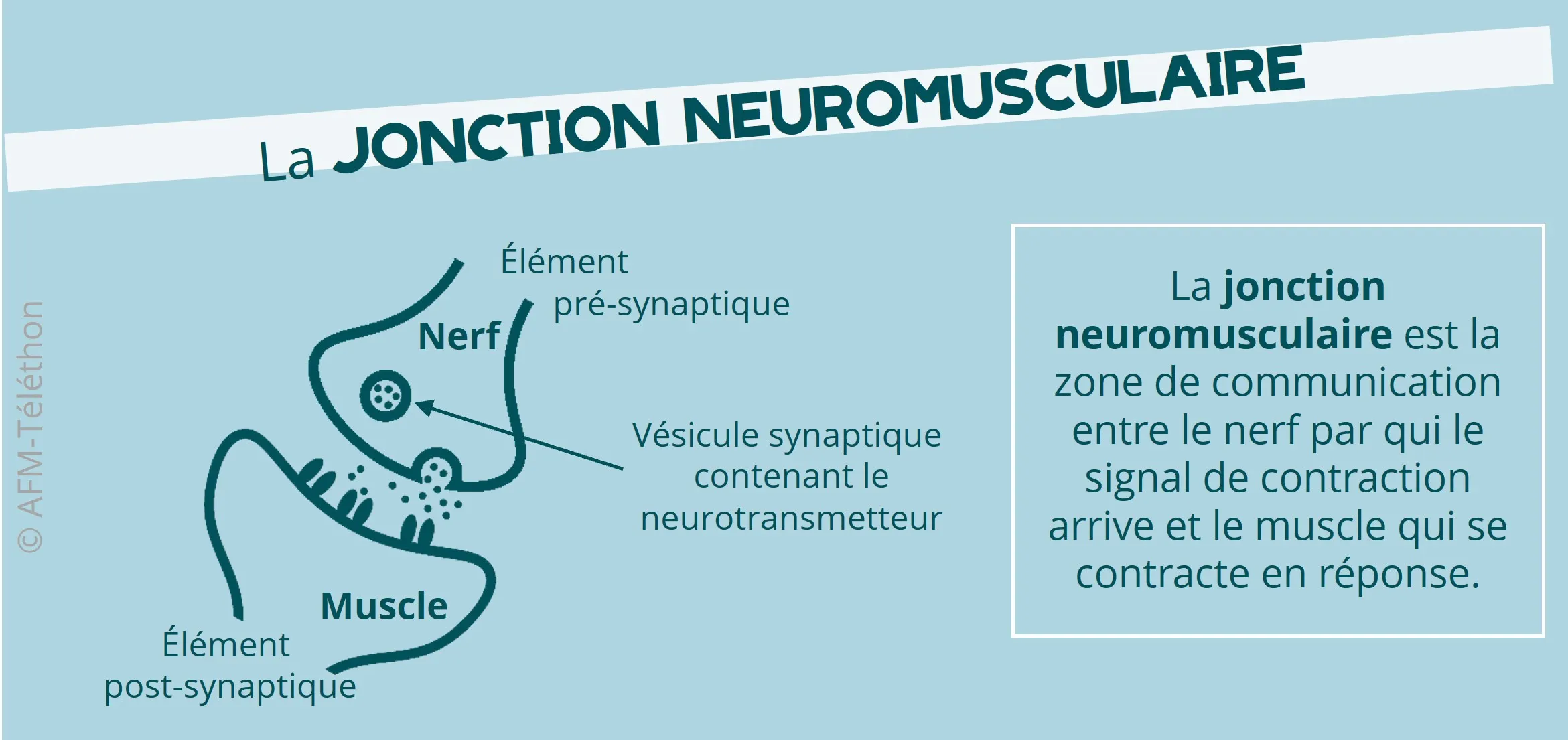 La jonction neuromusculaire est la zone de communication entre le nerf par qui le signal de contraction arrive et le muscle qui se contracte en réponse