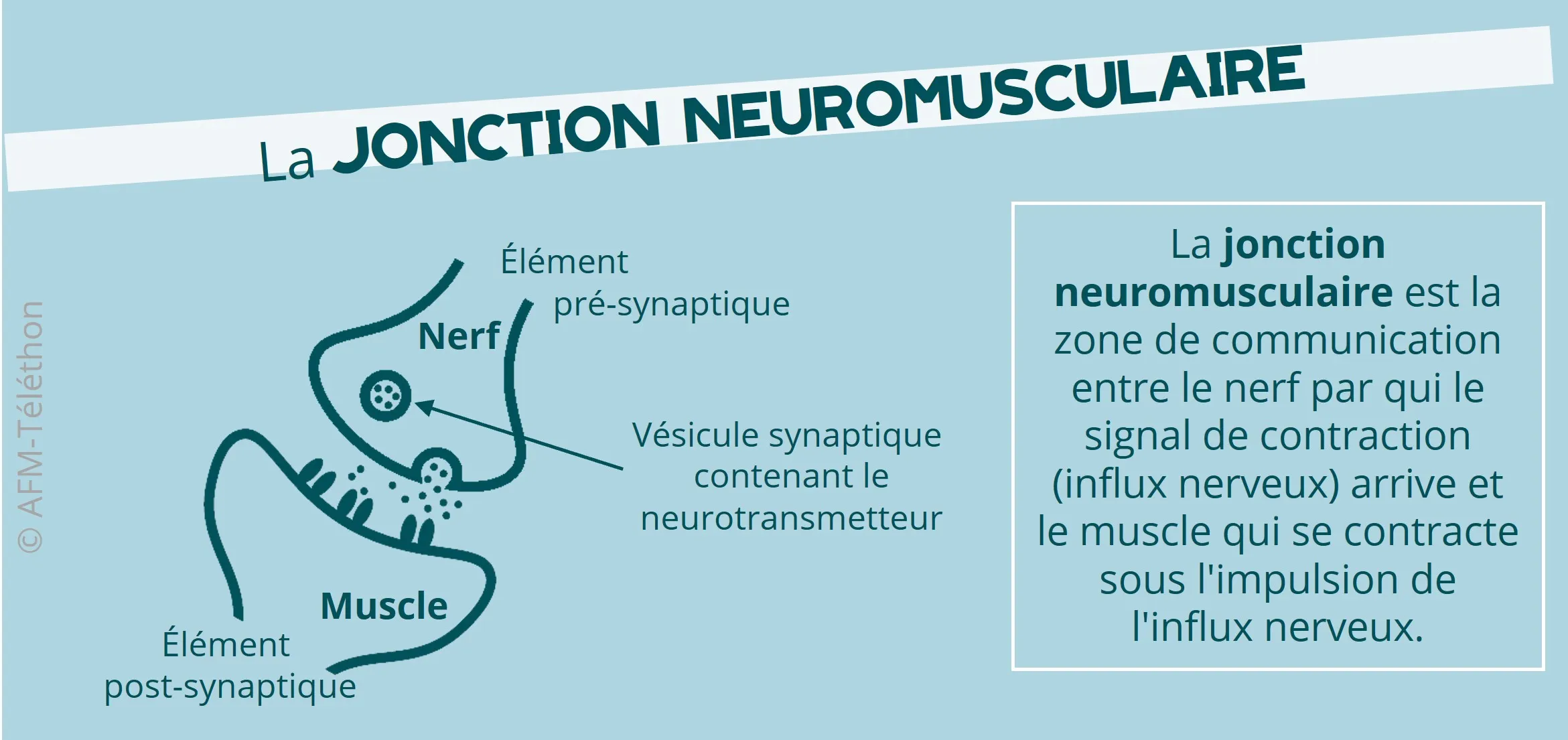 Infographie - La jonction neuromusculaire