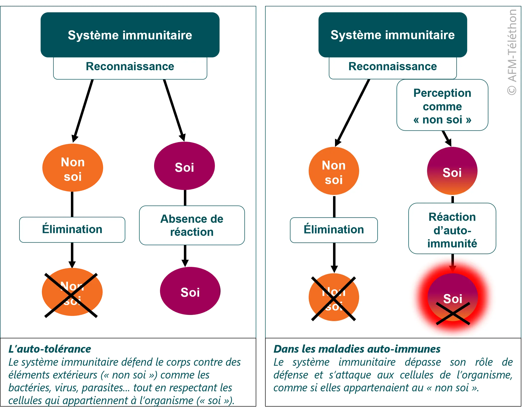 Infographie - Système immunitaire