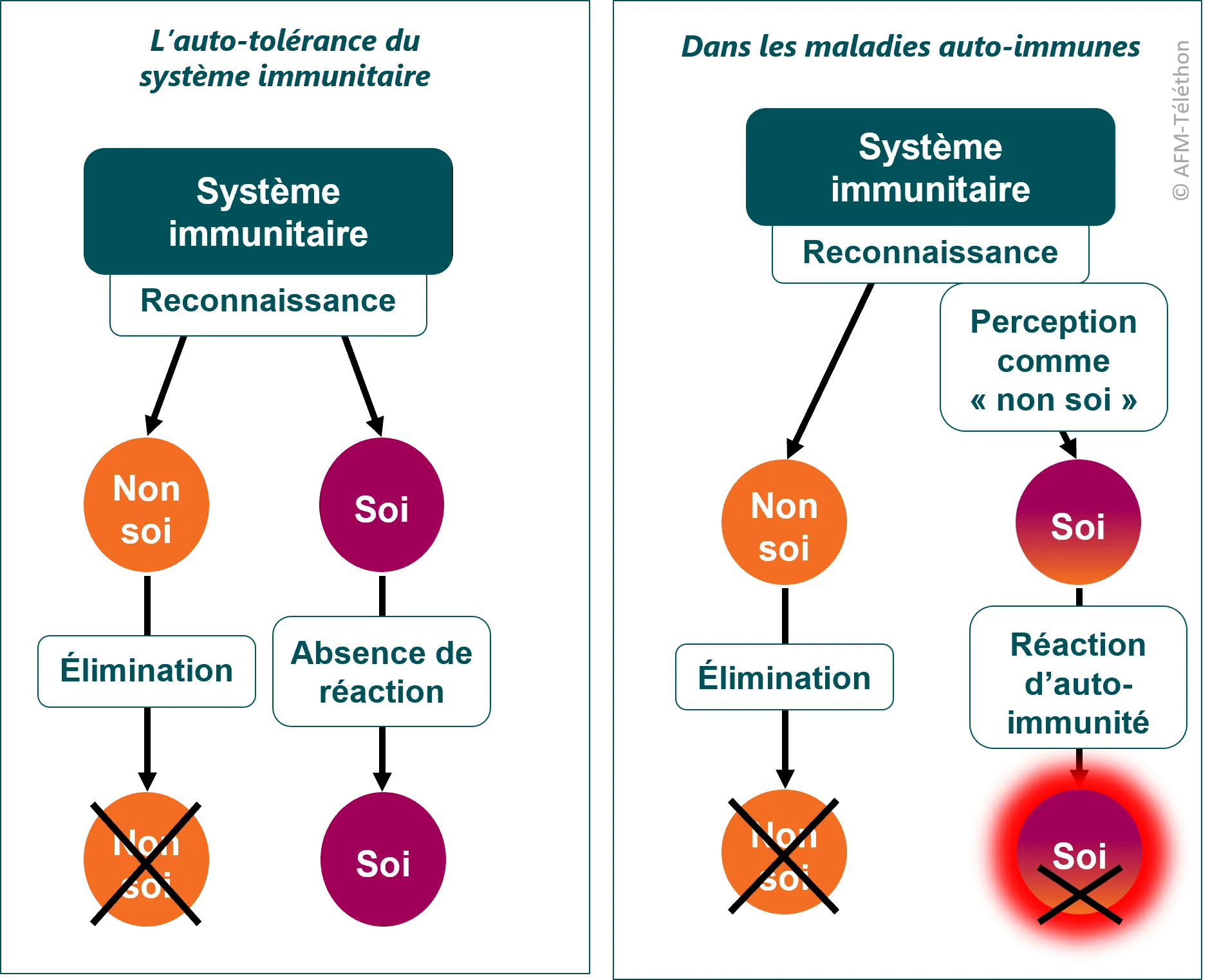 Infographie - Système immunitaire