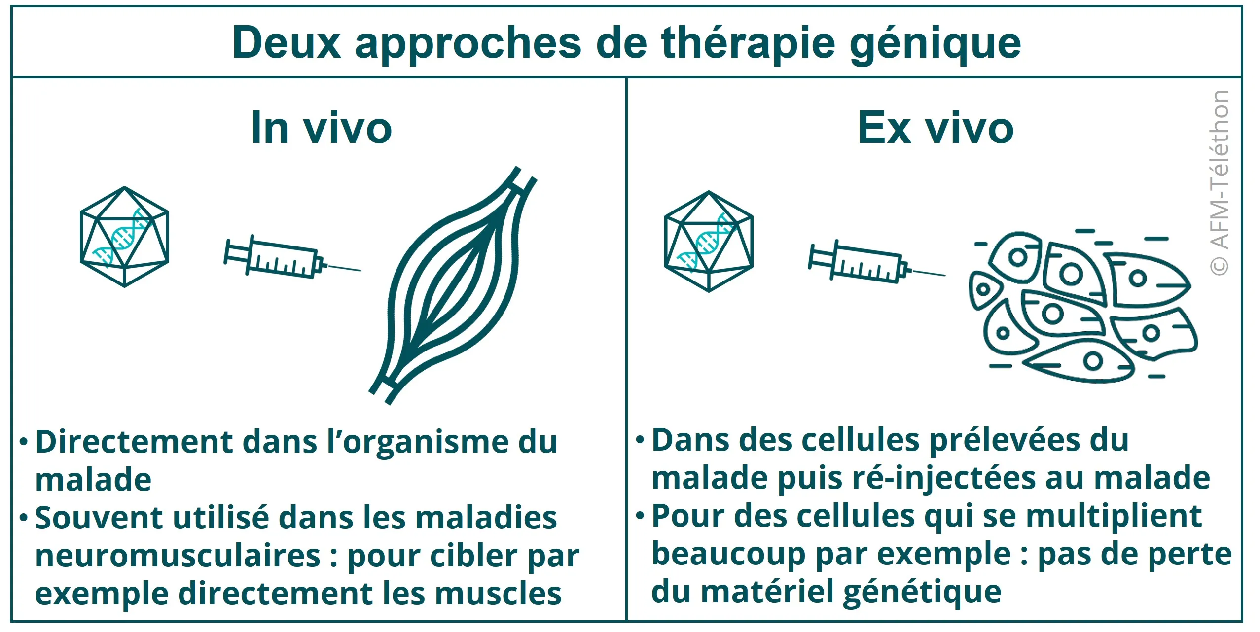 Infographie - Deux approches de thérapie génique