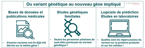 Infographie - Du variant génétique au nouveau gène impliqué