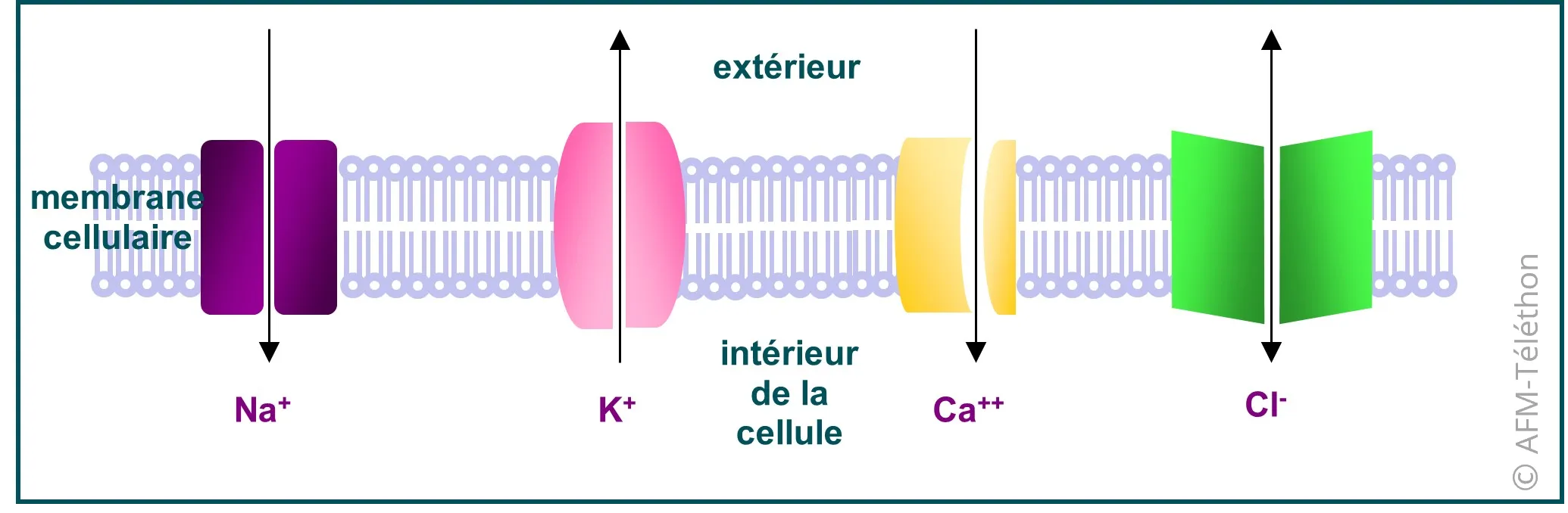 Canon ionique et membrane cellulaire