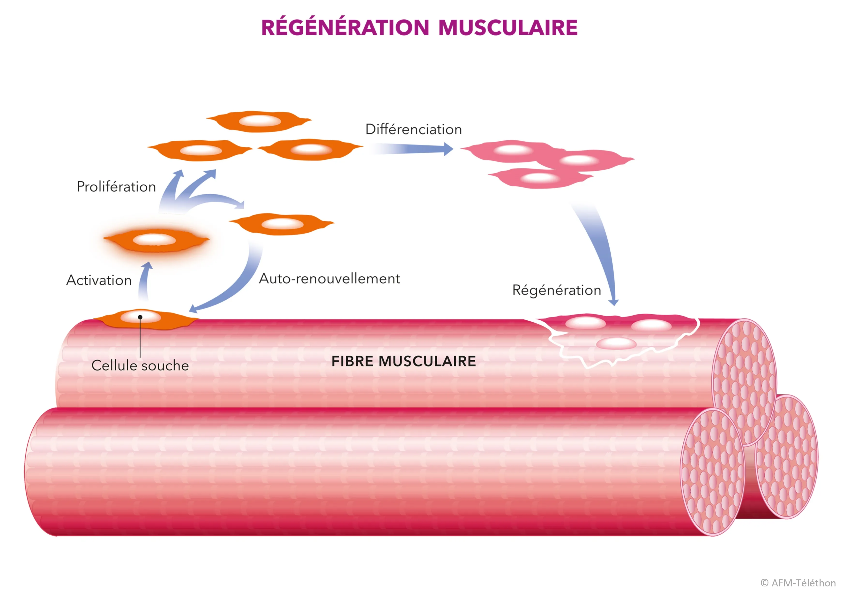 Schéma régénération musculaire